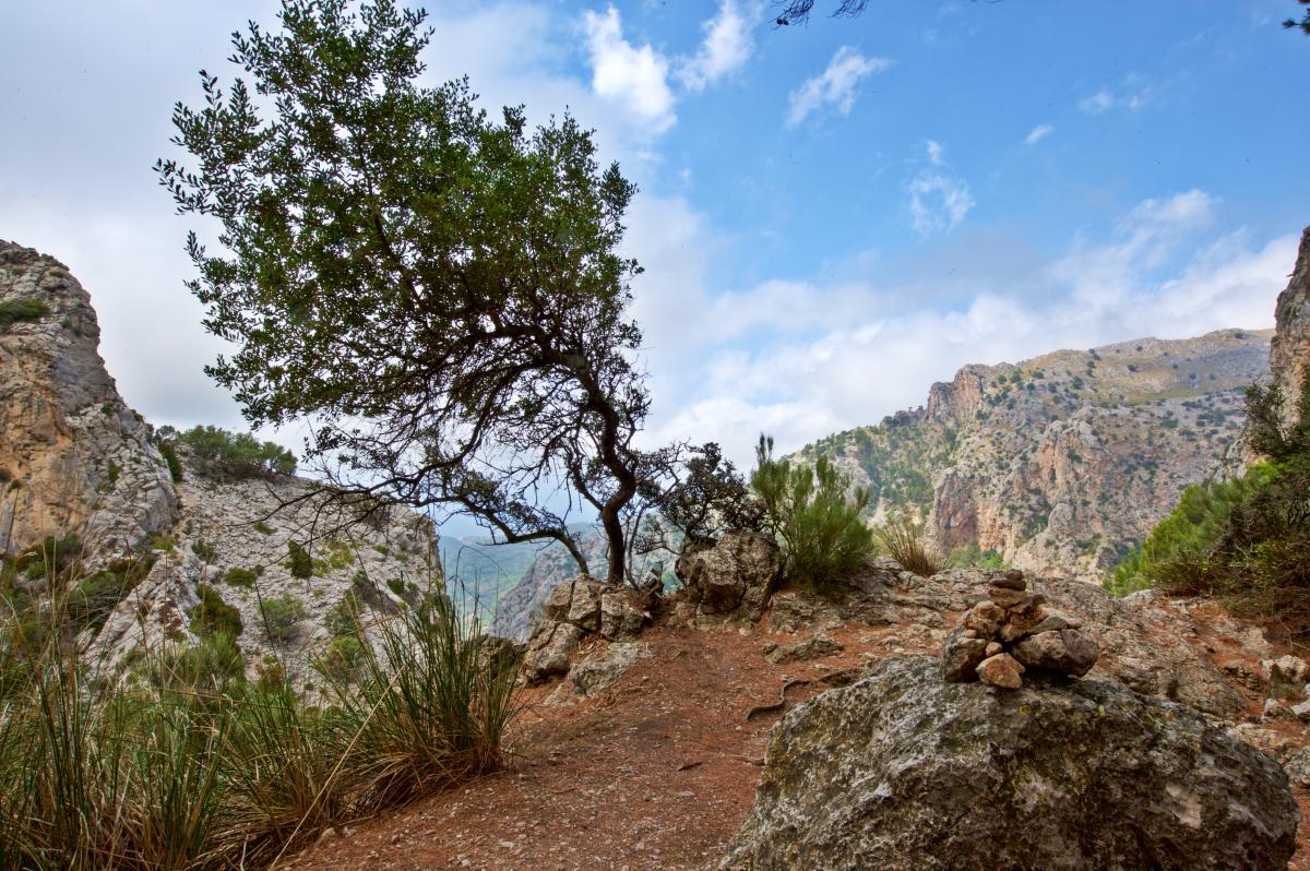 Vista principal de Mallorca para los Amantes de la Naturaleza