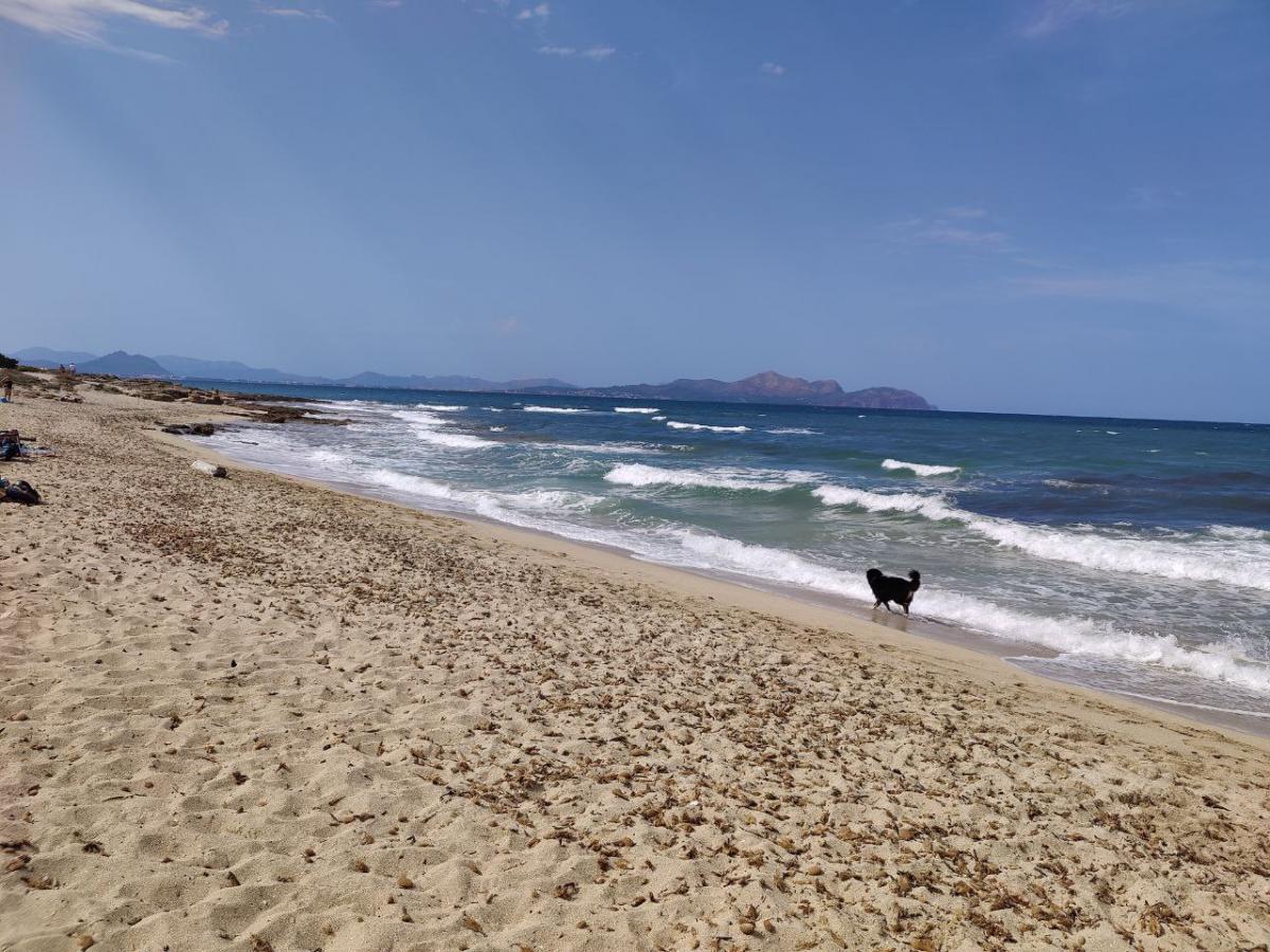 Vista principal de Mejores Playas para Perros en Mallorca
